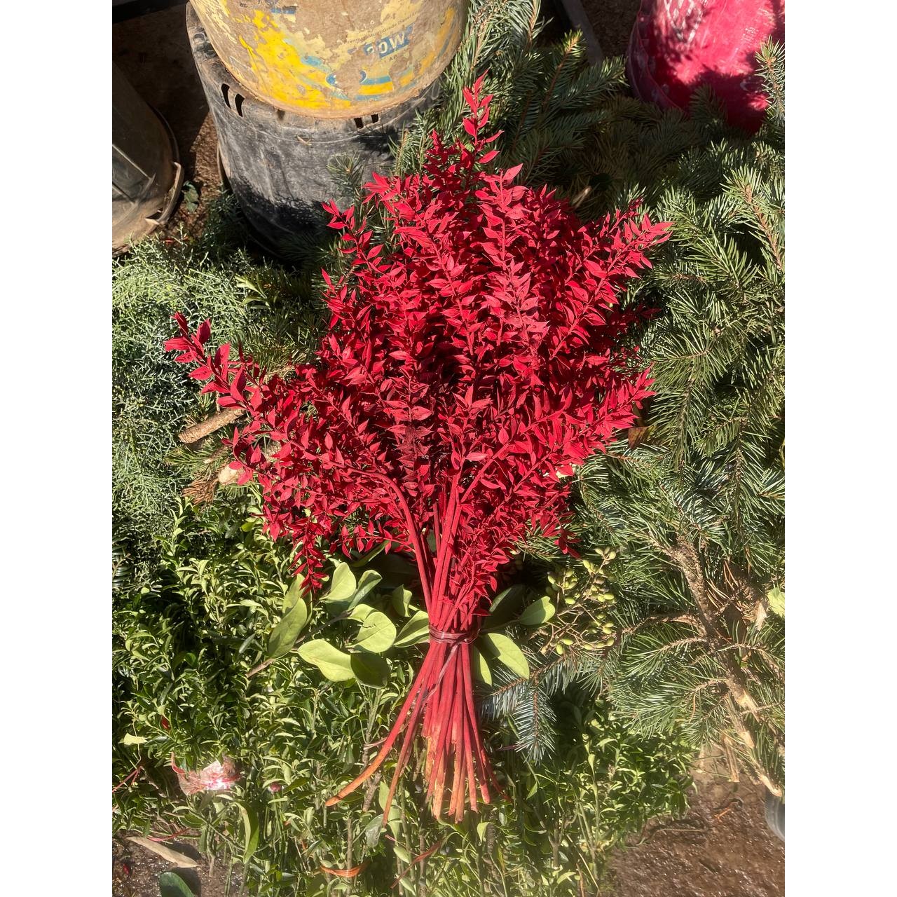 گل خشک جزه رنگ قرمز یک دسته