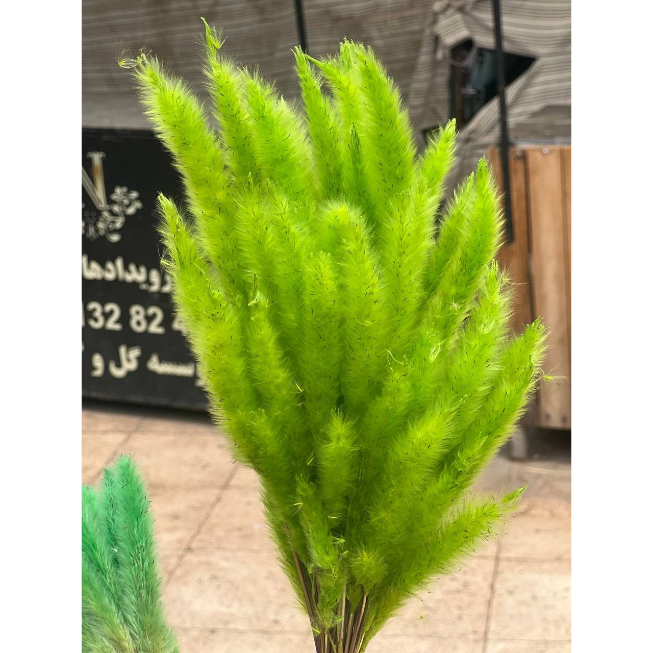 گل خشک دم روباهی سبز روشن