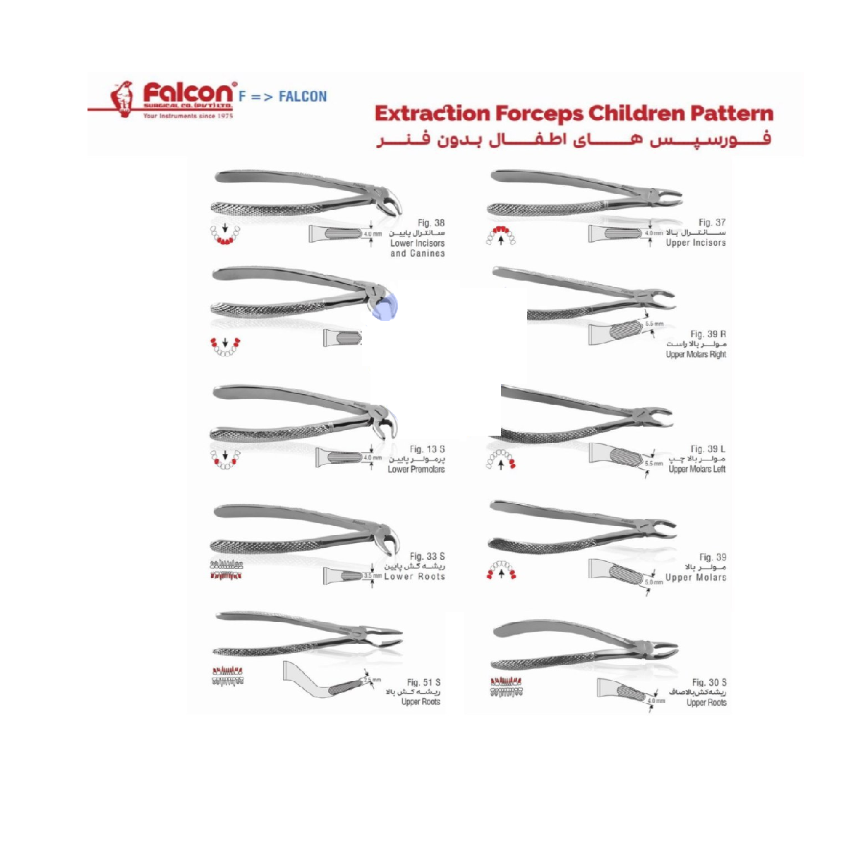 فورسپس اطفال بدون فنر فالکن - fig39R- (مولر بالا راست ا Falcon Dental Forceps)