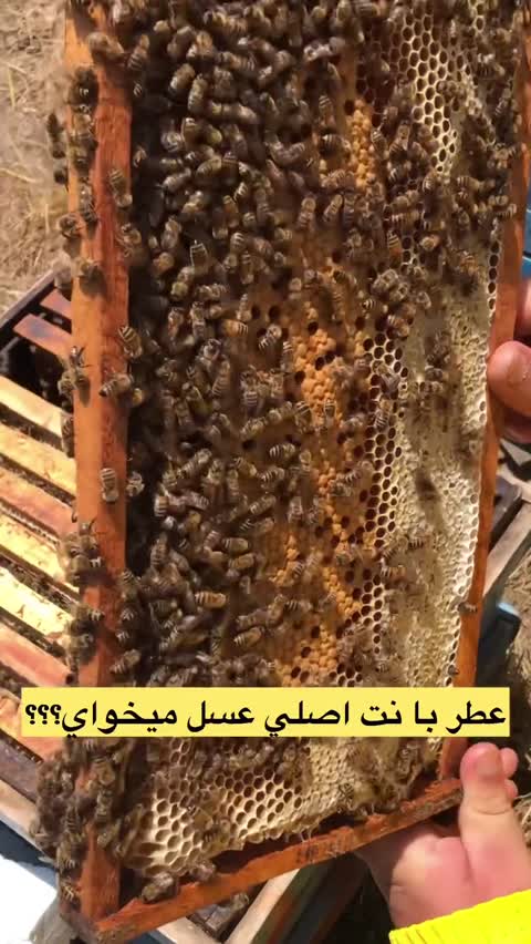 عطر اسکندل ژان پل گوتیه