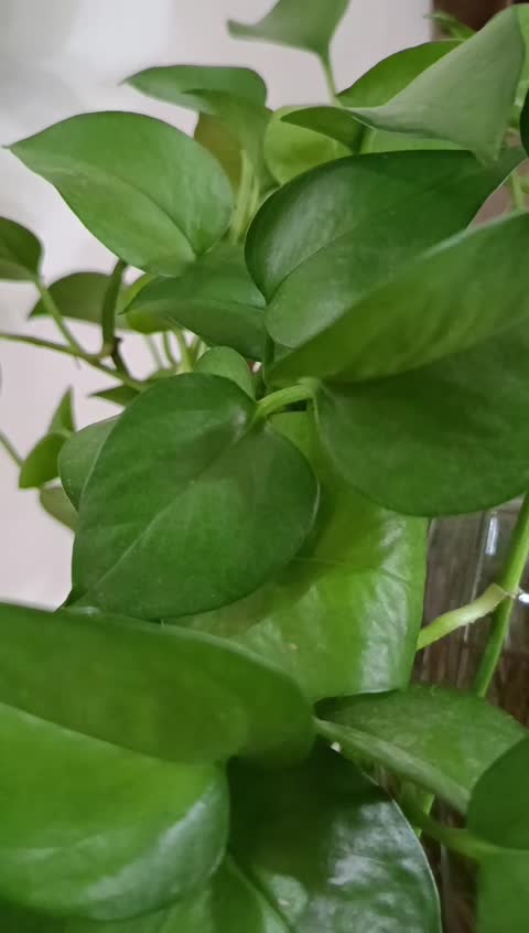 قاب درختچه مکرومه