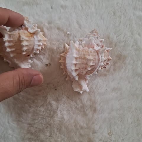 حلزون سیپرا لب صورتی کاملا طبیعی مناسب کلکسیون و دکور