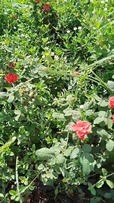دمپایی پشمی گلدوزی شده 