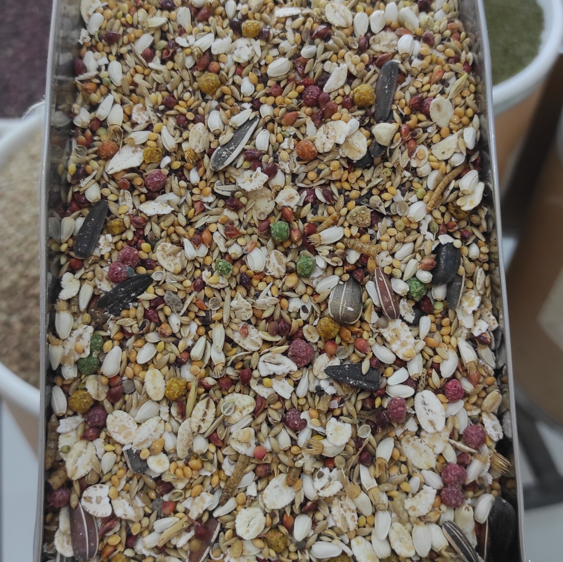هفت دان عروس هلندی و طوطی سانان