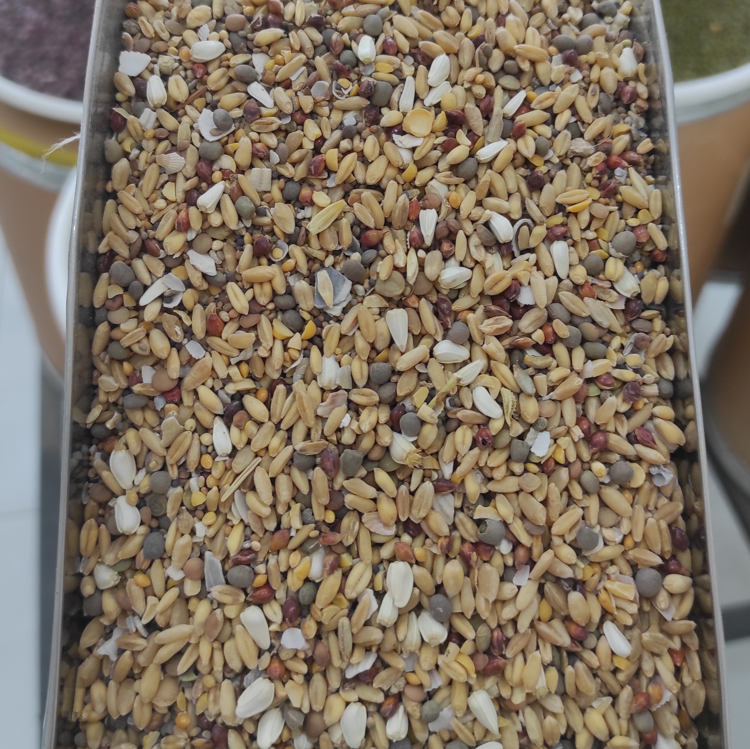 هفت دان کبوتر