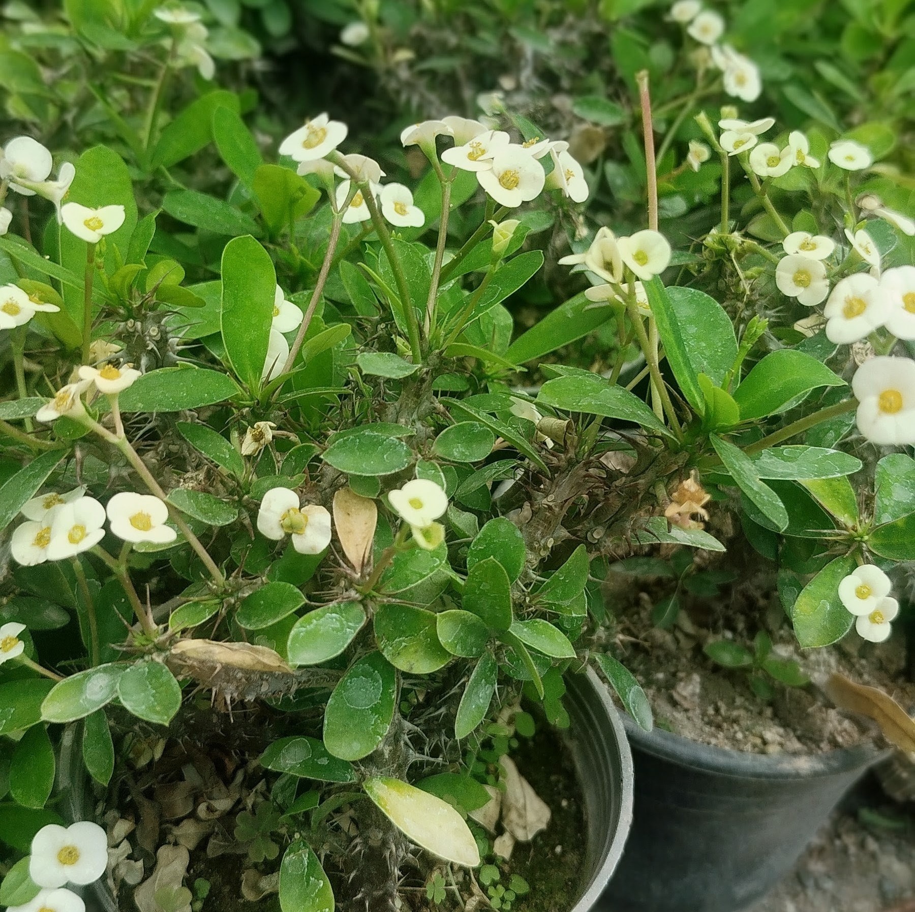 گیاه افوربیا میلی (مرجان مینیاتوری) با گلهای سفید - مقاوم و دائمگل