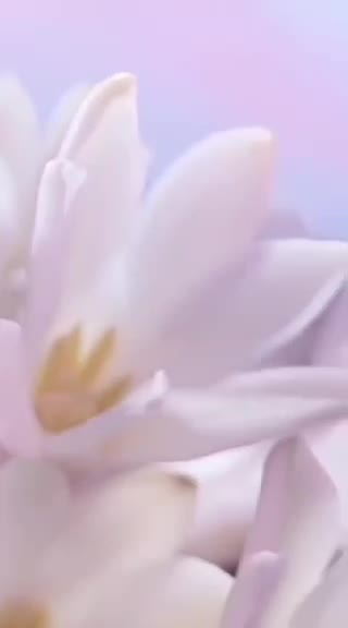 عطر مای وی 