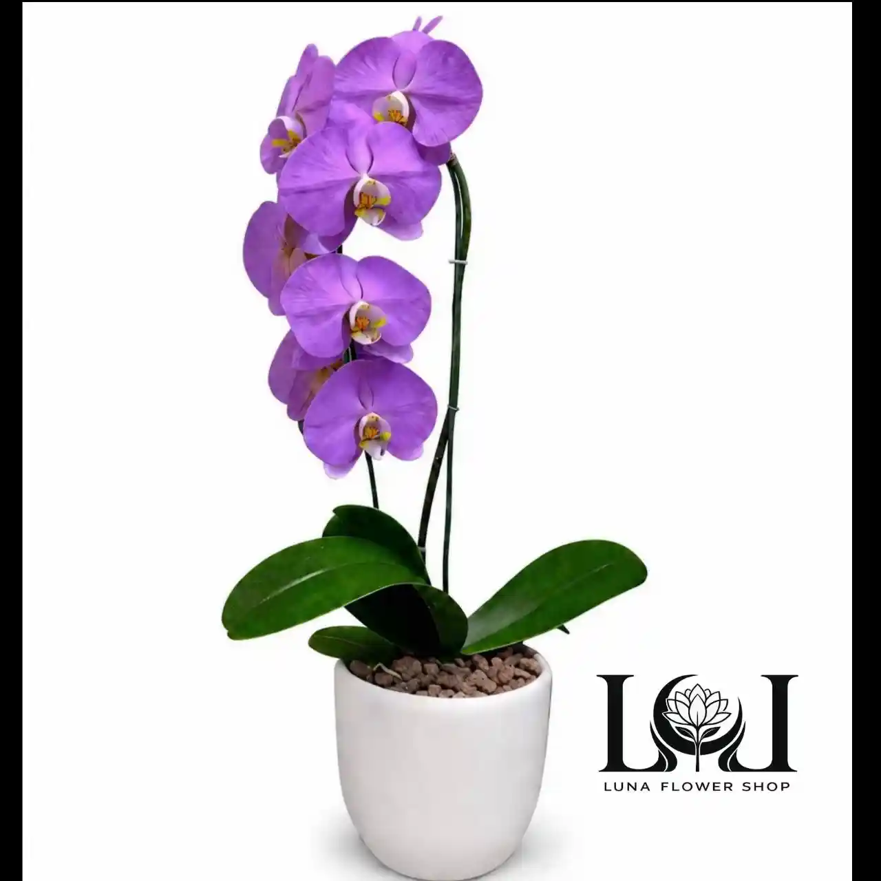 گلدان ارکیده بنفش