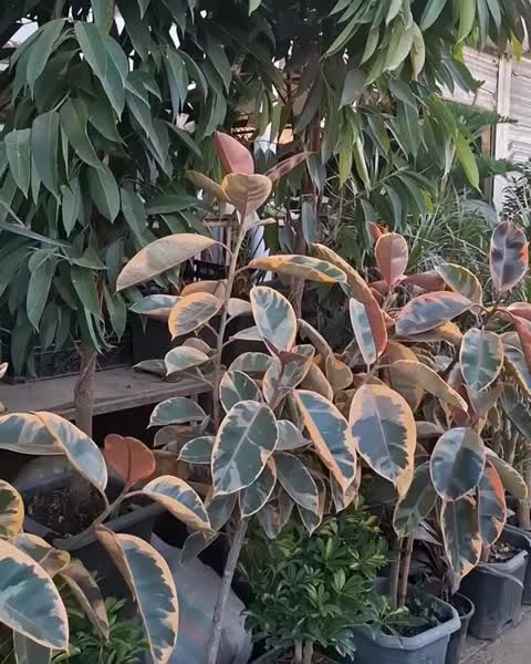 هیومیک اسید پروتکت نیچر 125 سی سی
