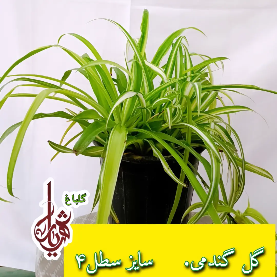 گل گندمی (آپارتمانی و باغچه ای)