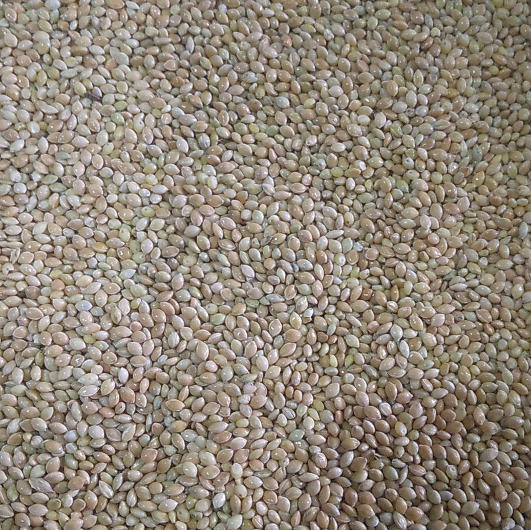 ارزن درجه یک ایرانی