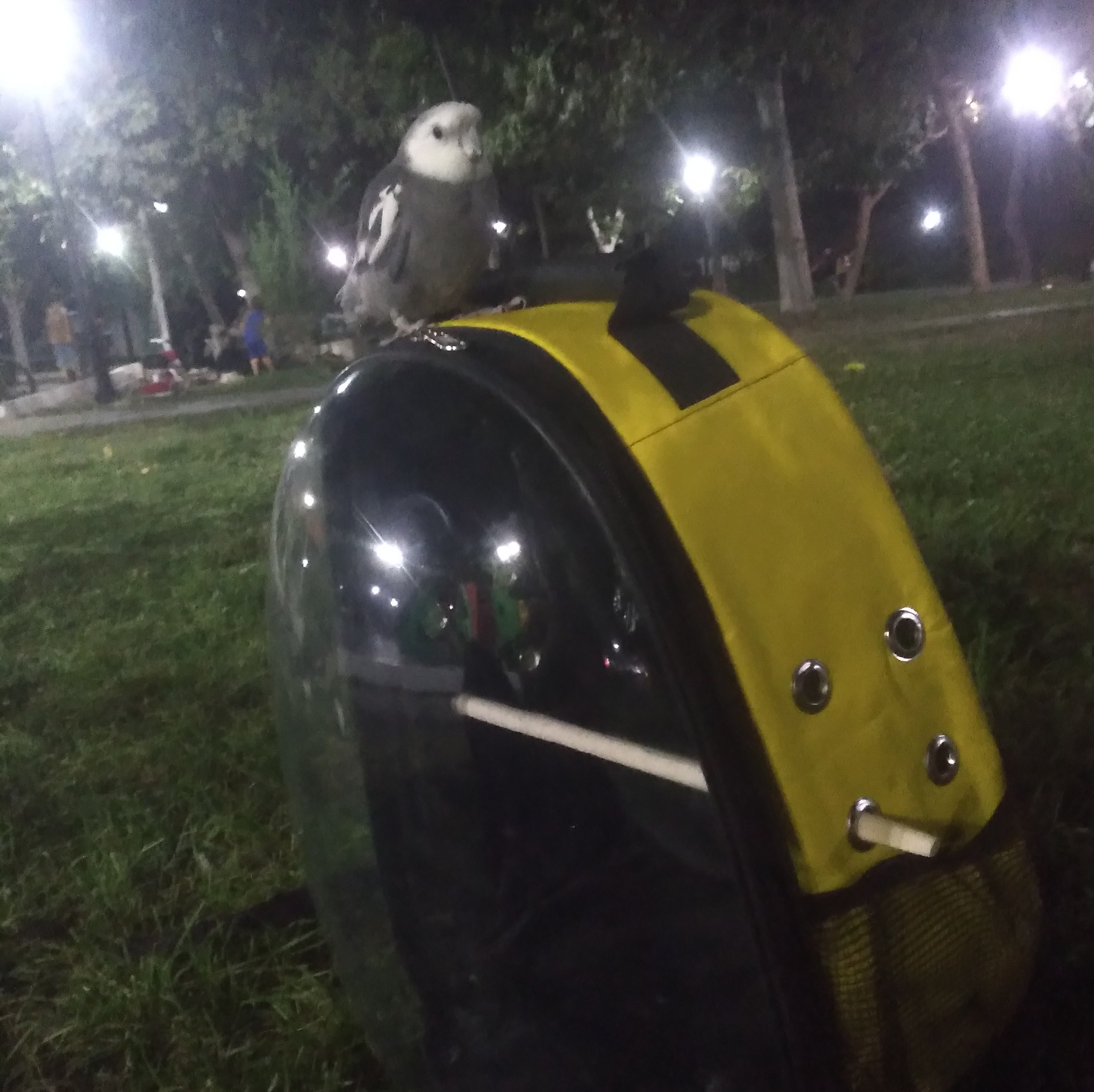 کیف حمل پرنده
