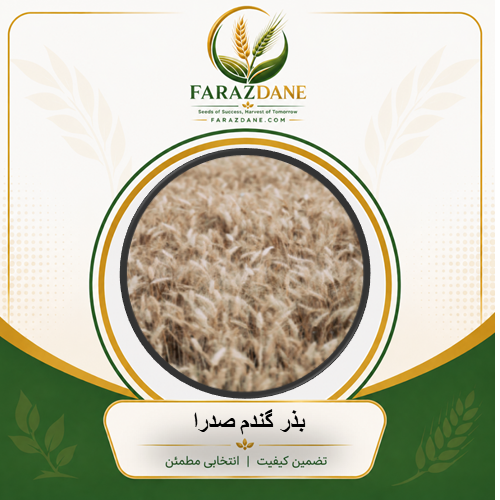 بذر گندم صدرا