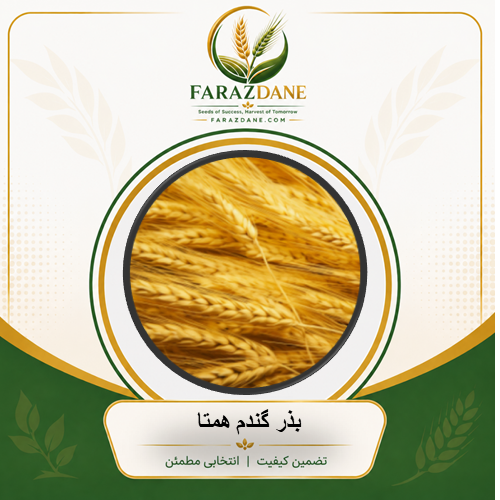 بذر گندم همتا