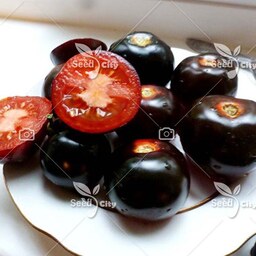 10 عدد بذر واقعی گوجه سیاه - Black Tomato
