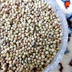 تخم گشنیز ، ادویه جات خوشه 250 گرمی