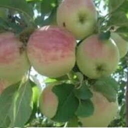 سیب گلاب کاکارضا خرم آباد(سبد7کیلویی)