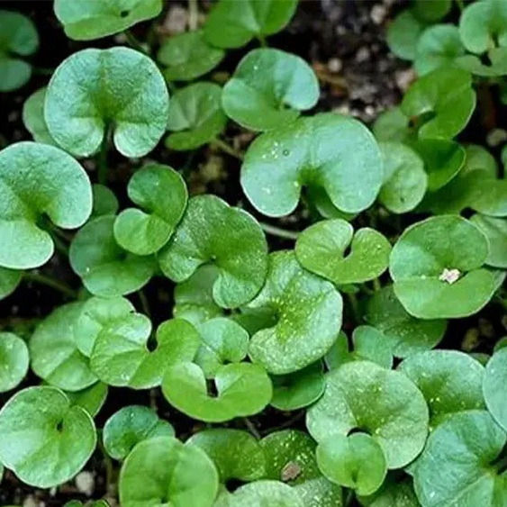 بذر شبدر زینتی دایکوندرا، بسته 0/5 گرمی (200 بذر)