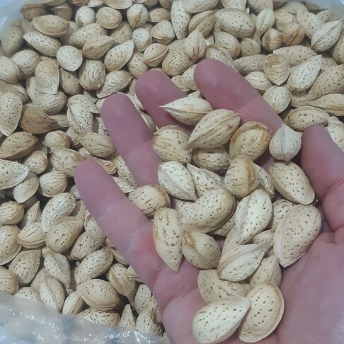 بادام سفید پوست کاغذی پوست نازک