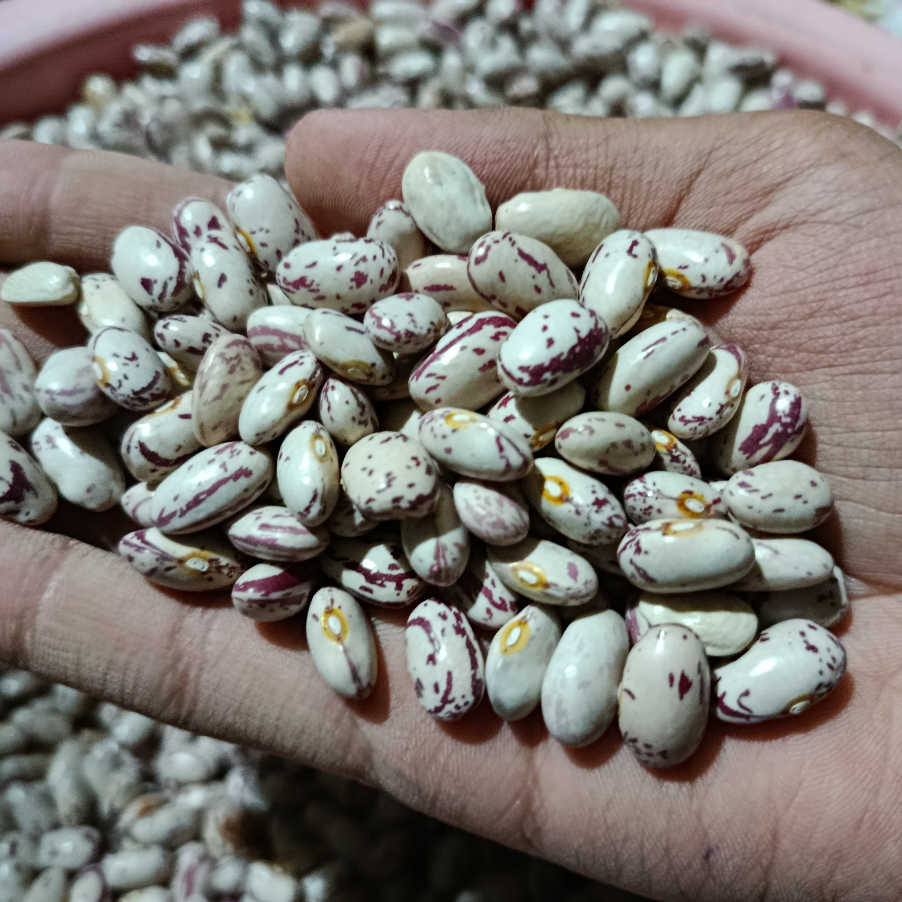 لوبیا چیتی اصل خوی ، در بسته بندی های 5 کیلوگرم تا 50 کیلوگرم
