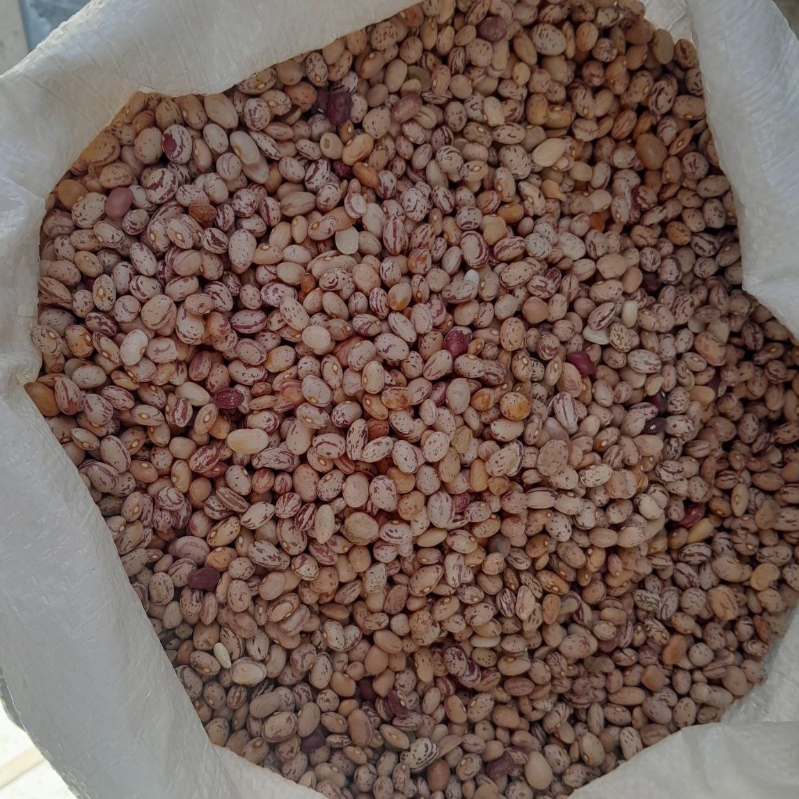 لوبیا چیتی