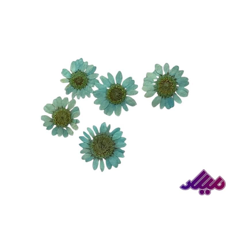 گل خشک بابونه فیروزه ای کوچک وارداتی 5 عددی
