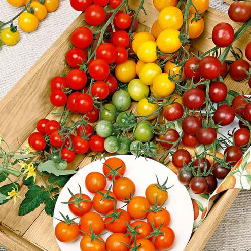 بذر گوجه گیلاسی (چری) میکس، بسته 0/5 گرمی (250 بذر)