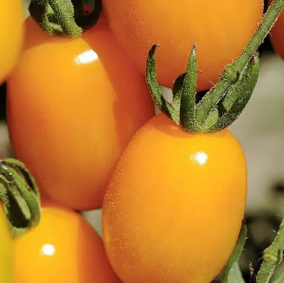 بذر گوجه زیتونی زرد، بسته 0/5 گرمی (250 بذر)