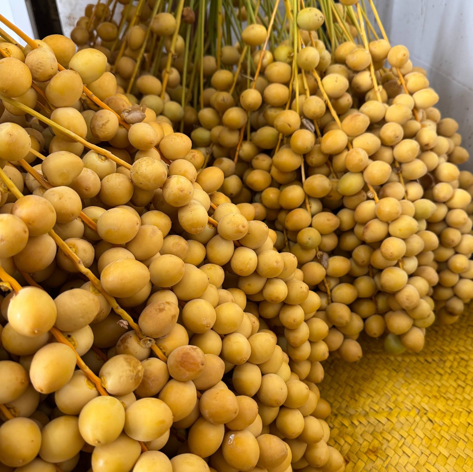 خارک برحی درجه یک خوزستان