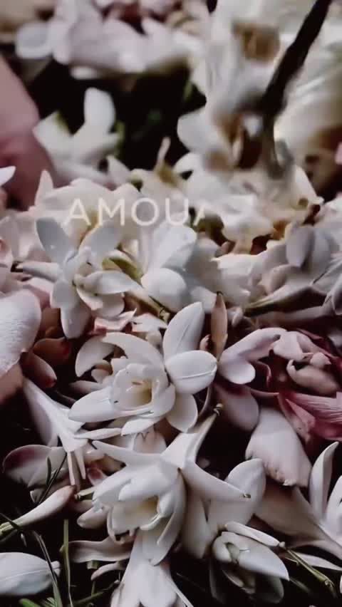 عطر گرمی زنانه آمواج گایدنس با ماندگاری بالا در حجم های 10و20و30و50میل