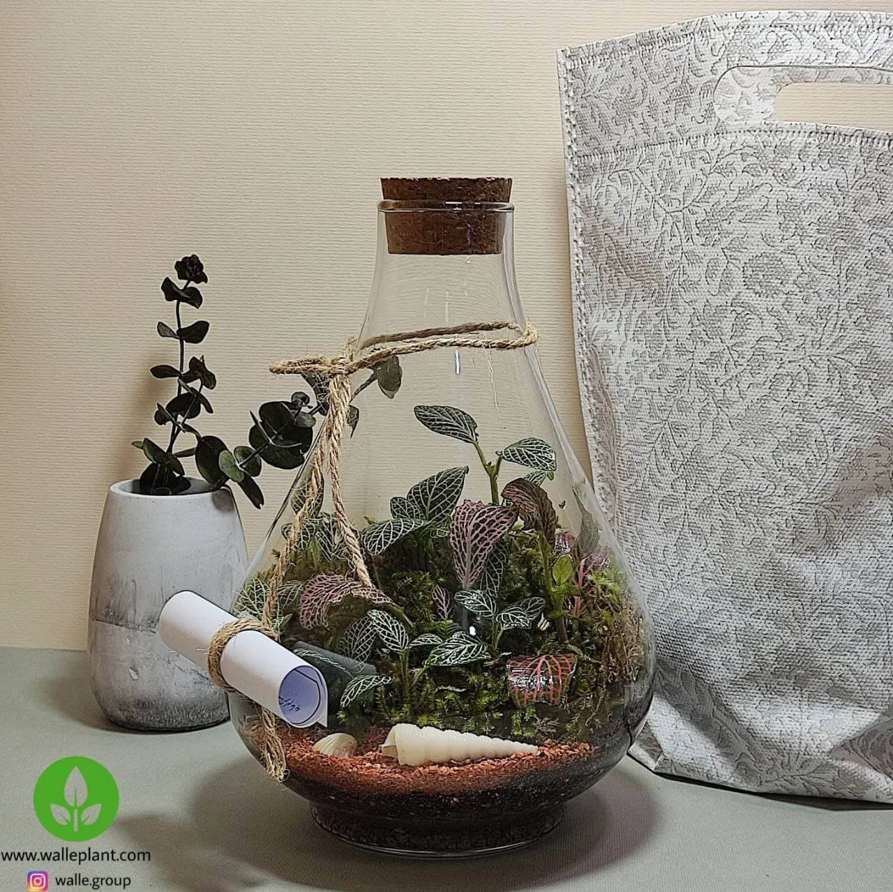 تراریوم طاووس سایز مینی .