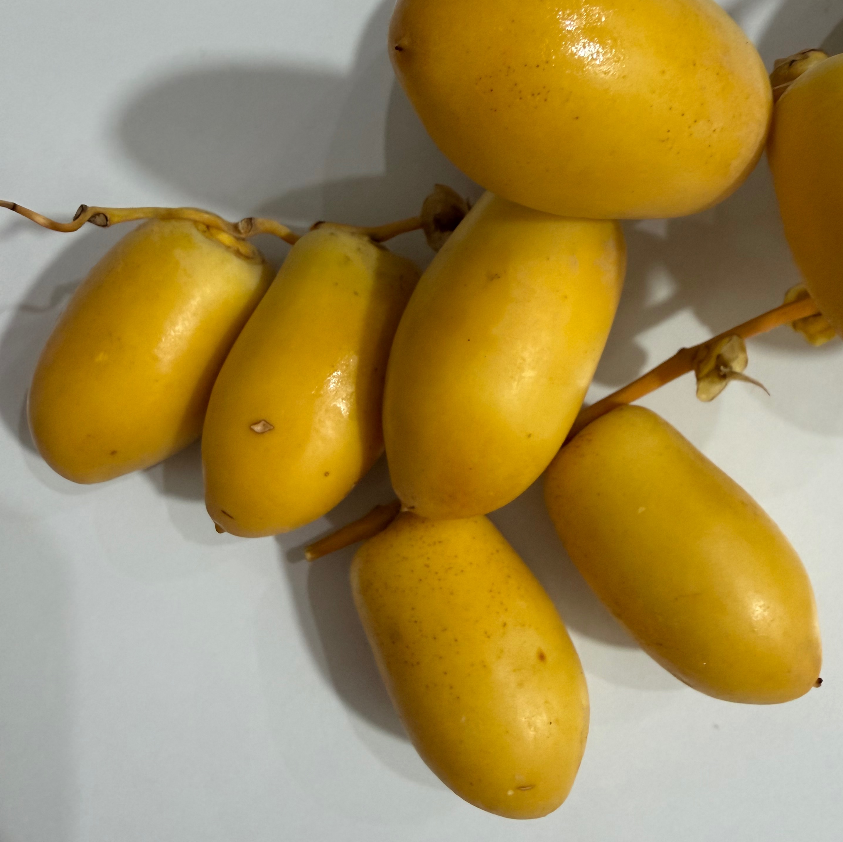 خارک حاج باقری