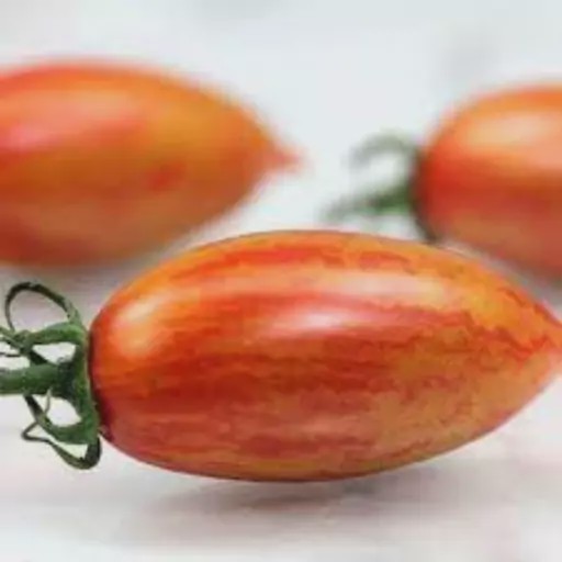 بذر گوجه زیتونی ببری (زبرا) زرد درختی