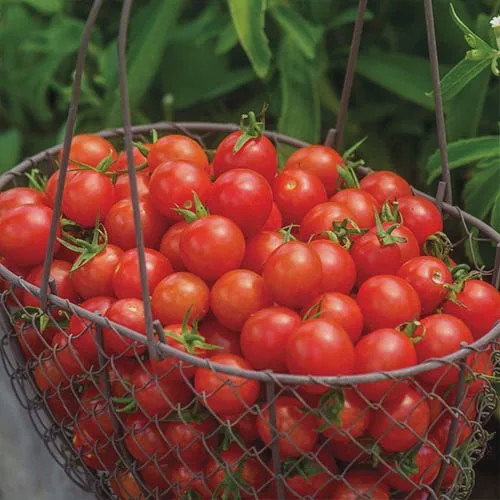 بذر گوجه گیلاسی قرمز درختی