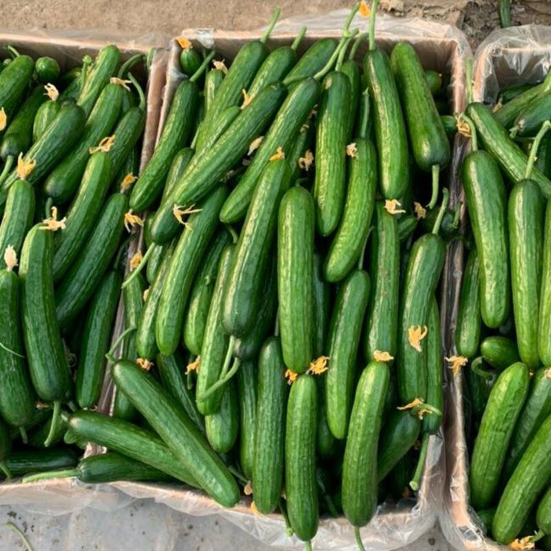 بذر خیار گلخانه ای هیبرید ناگینF1