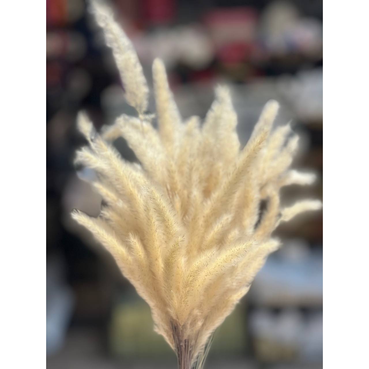 گل خشک دم روباهی کرم (رنگ طبیعی)