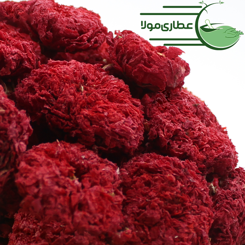 گلنار فارسی