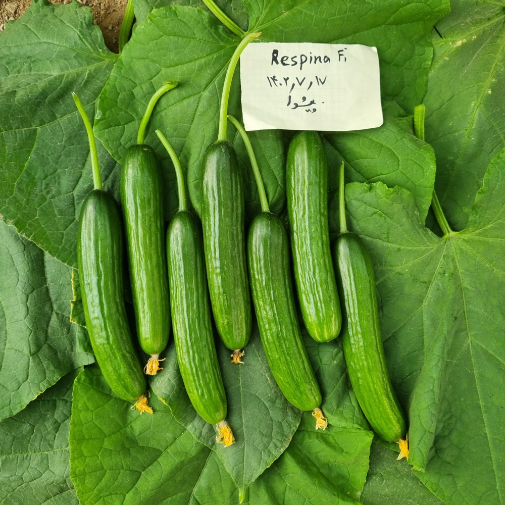 بذر خیار گلخانه ای هیبرید رسپینا F1 شرکت دارا