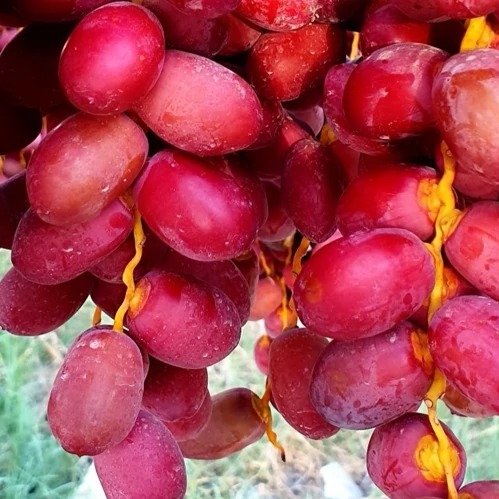 خارک شیخالی قرمز درجه یک 
