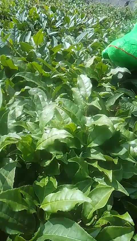 عروسک تمساح 80 سانتی