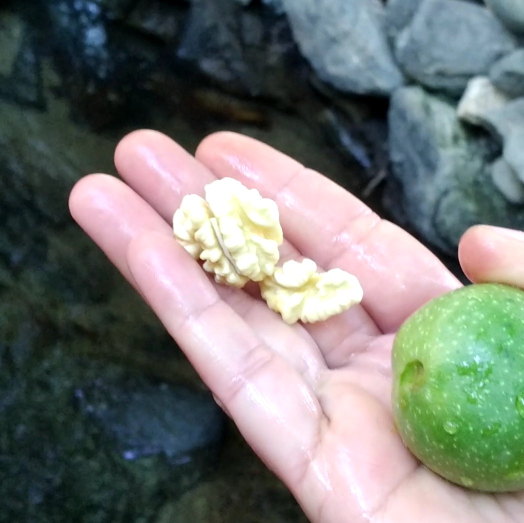 گردوی سبز تازه خوری