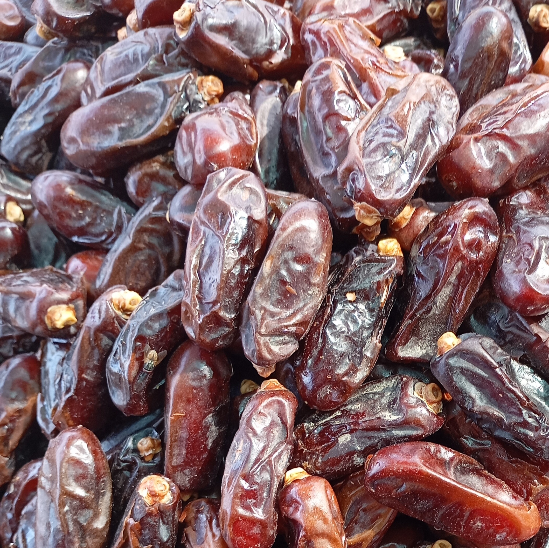 خرمای برحی