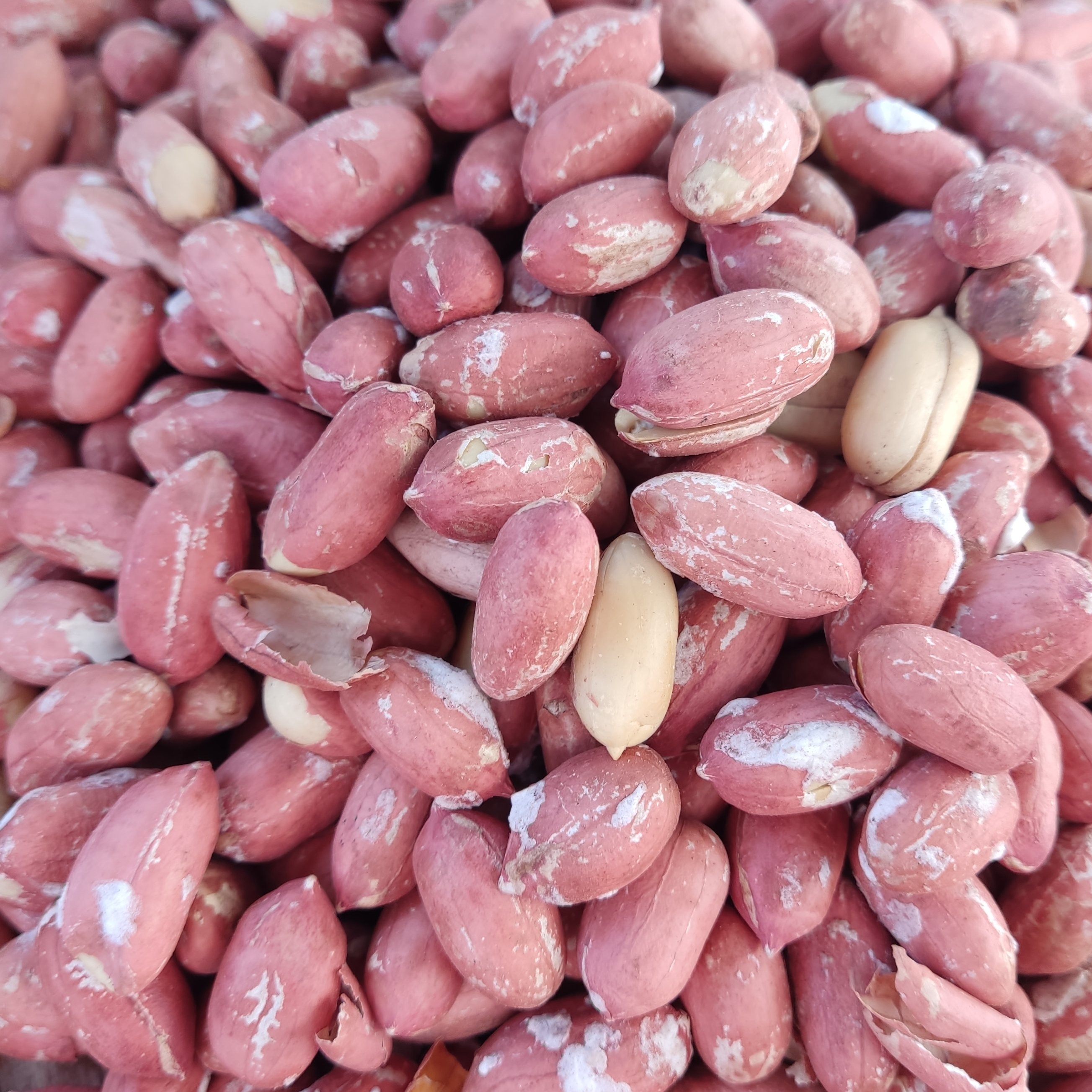 بادام زمینی نوبری