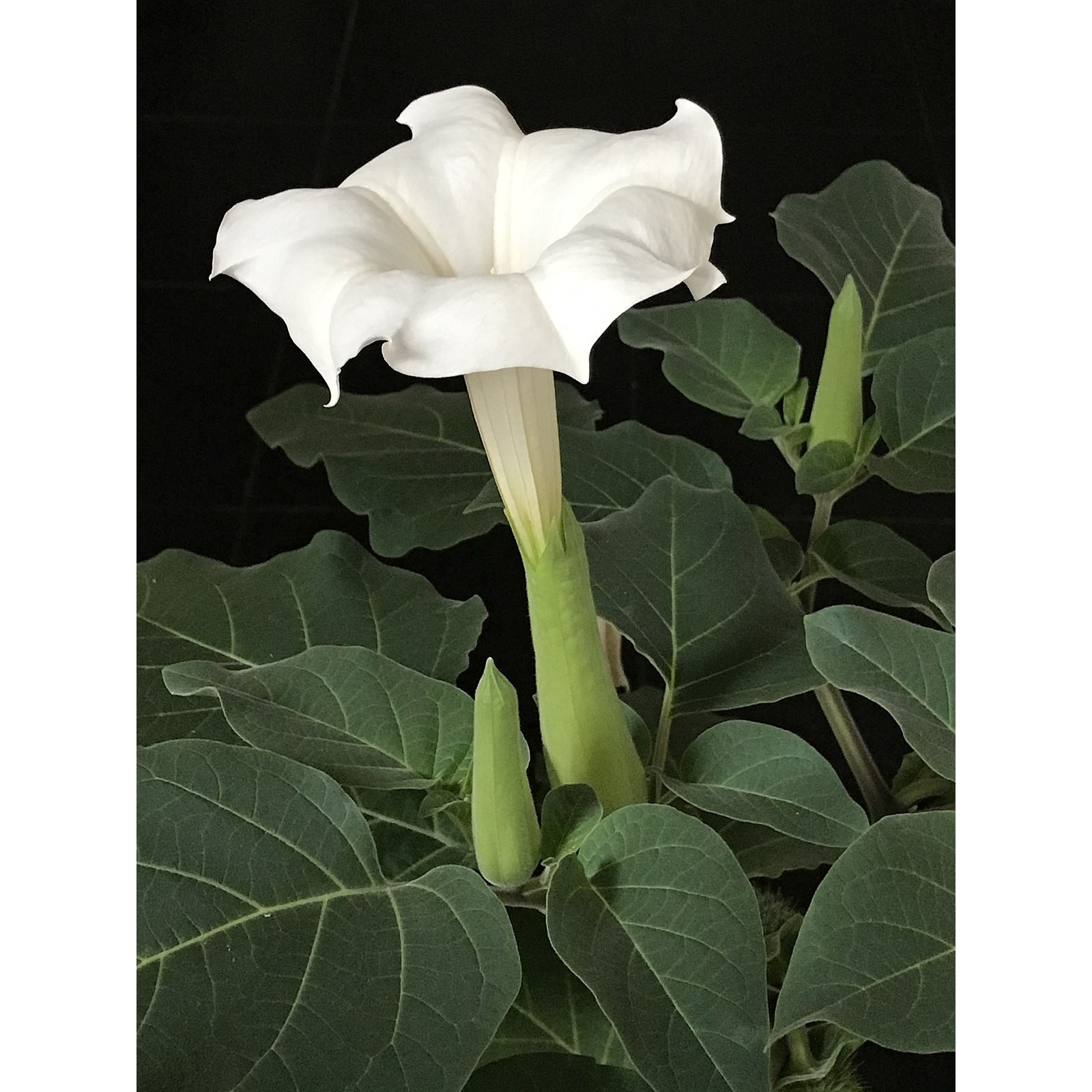 بذر گل داتوره(تاتوره) سفید