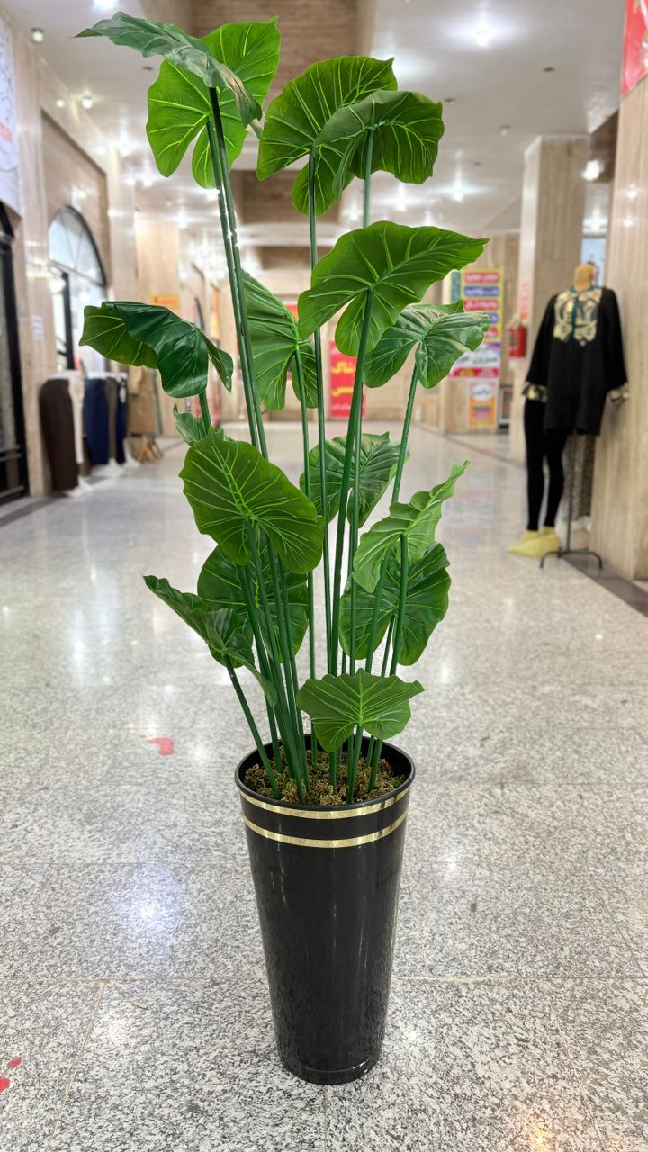 درختچه ی بابا ادم