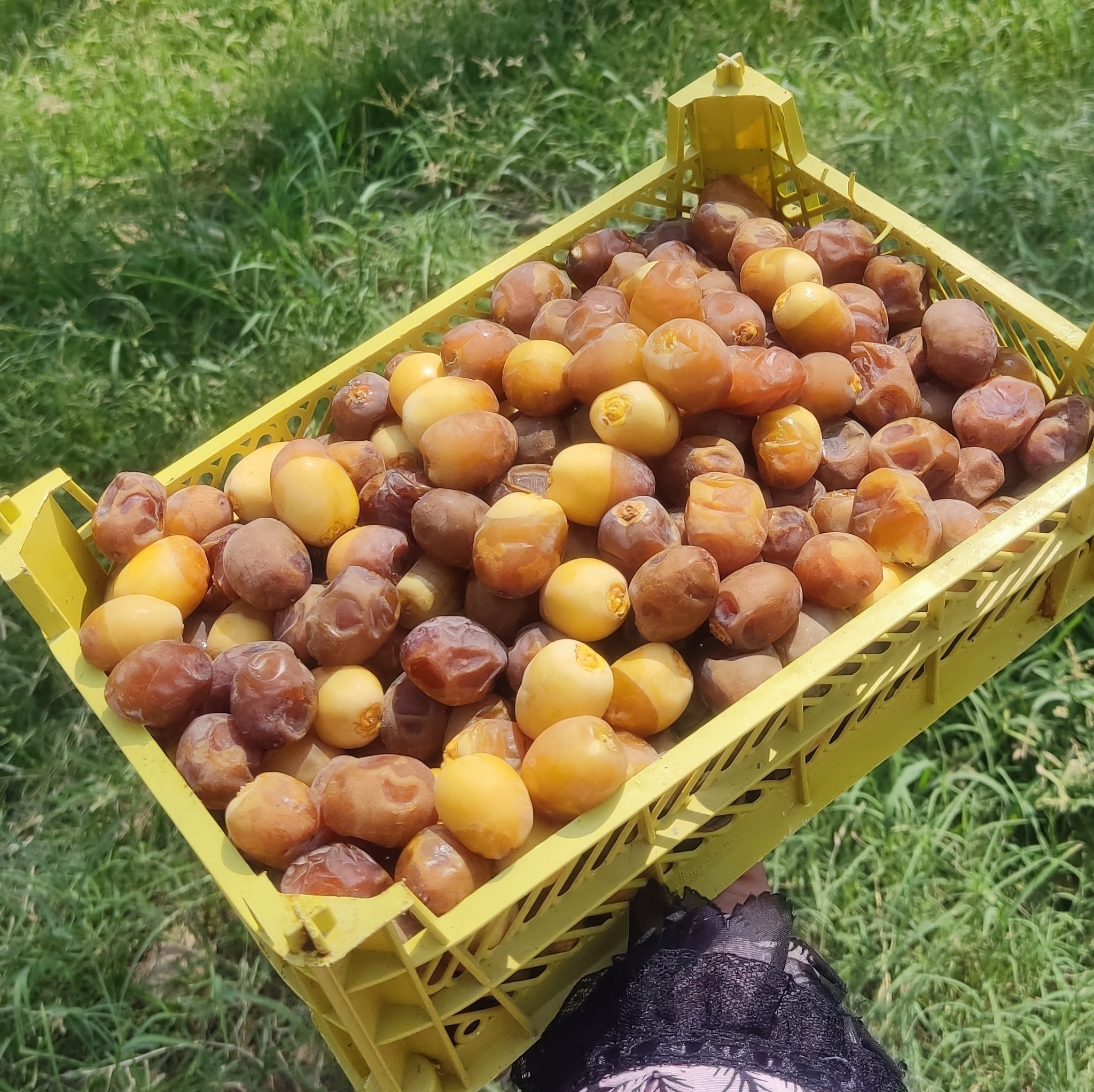 رطب عسلی برحی (یک کیلویی) درجه یک و خوشمزه، ارسال با کالارسان چاپار