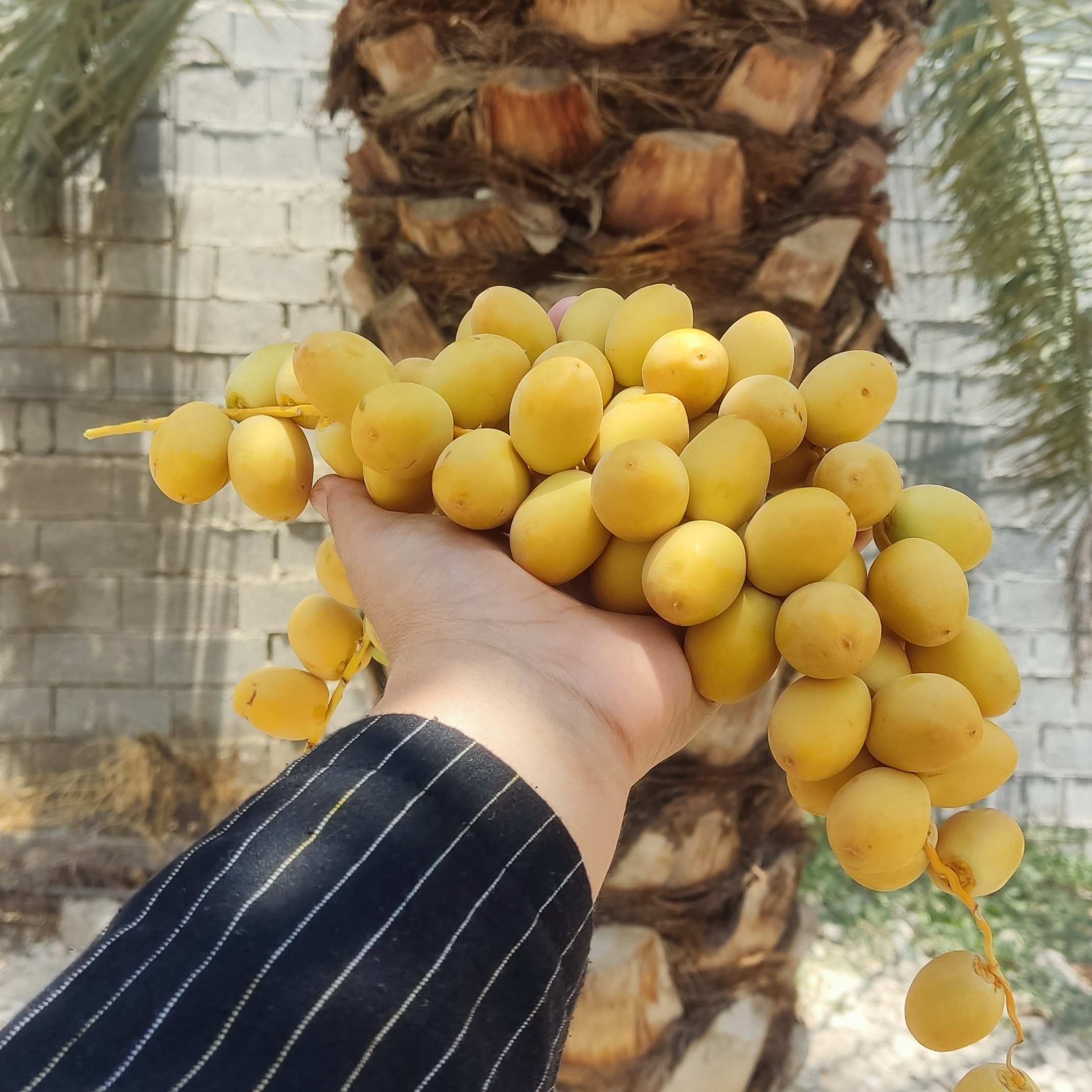 خارک برحی ، بریمی ، درجه یک و خوشمزه ارسال با ماشین یخچال دار چاپار - ارسال به سراسر کشور