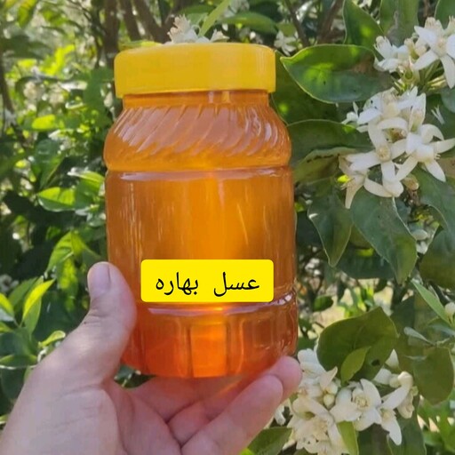 عسل بهاره چهل گیاه و صاف شده و بدون موم اشراق سهروردی 