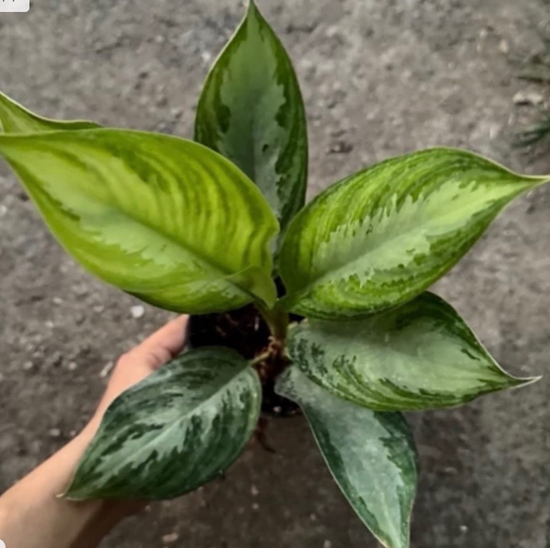 آگلونما فرانسوی گلدان نشایی