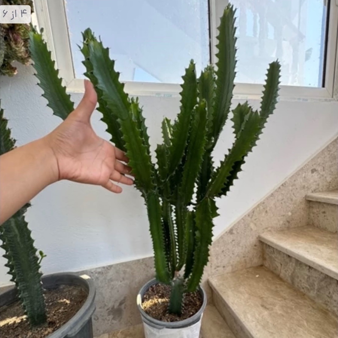افوربیا کنرینسیس بزرگ و پرشاخه